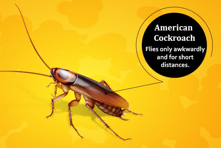 What are the best cockroaches for flying?