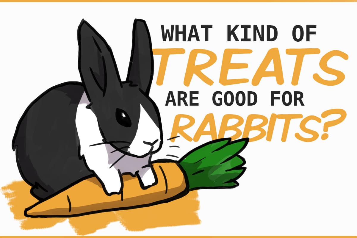 What are the best treats for my rabbits?