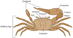 What are the characteristics of a crab?