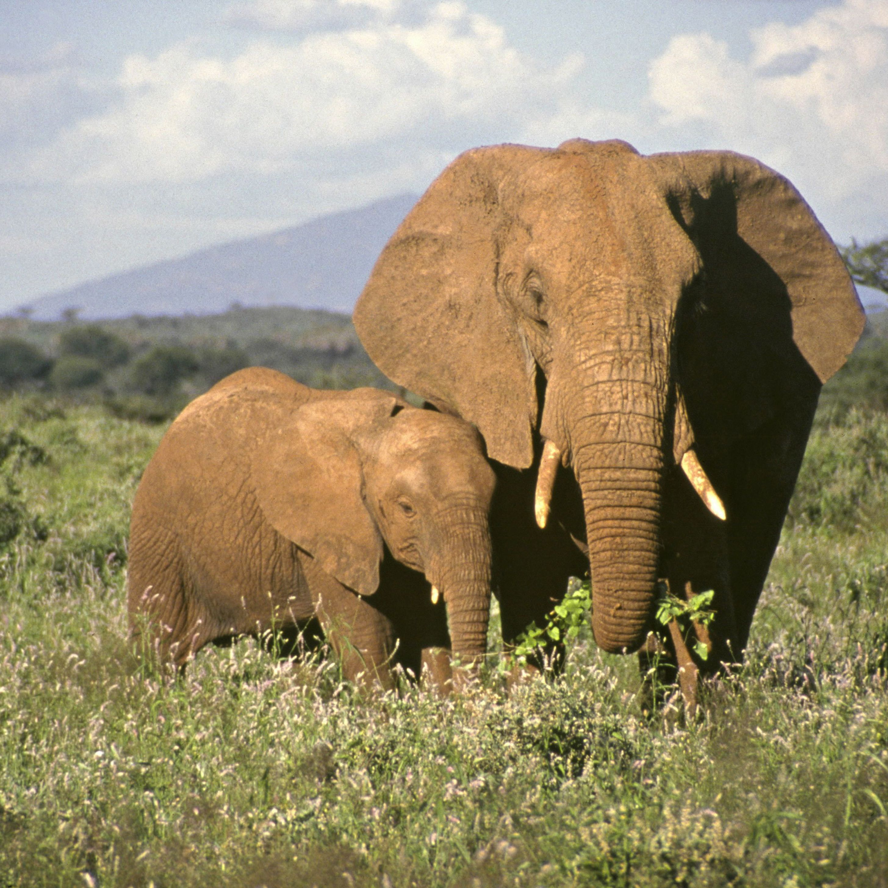 What are the characteristics of a new-born elephant?