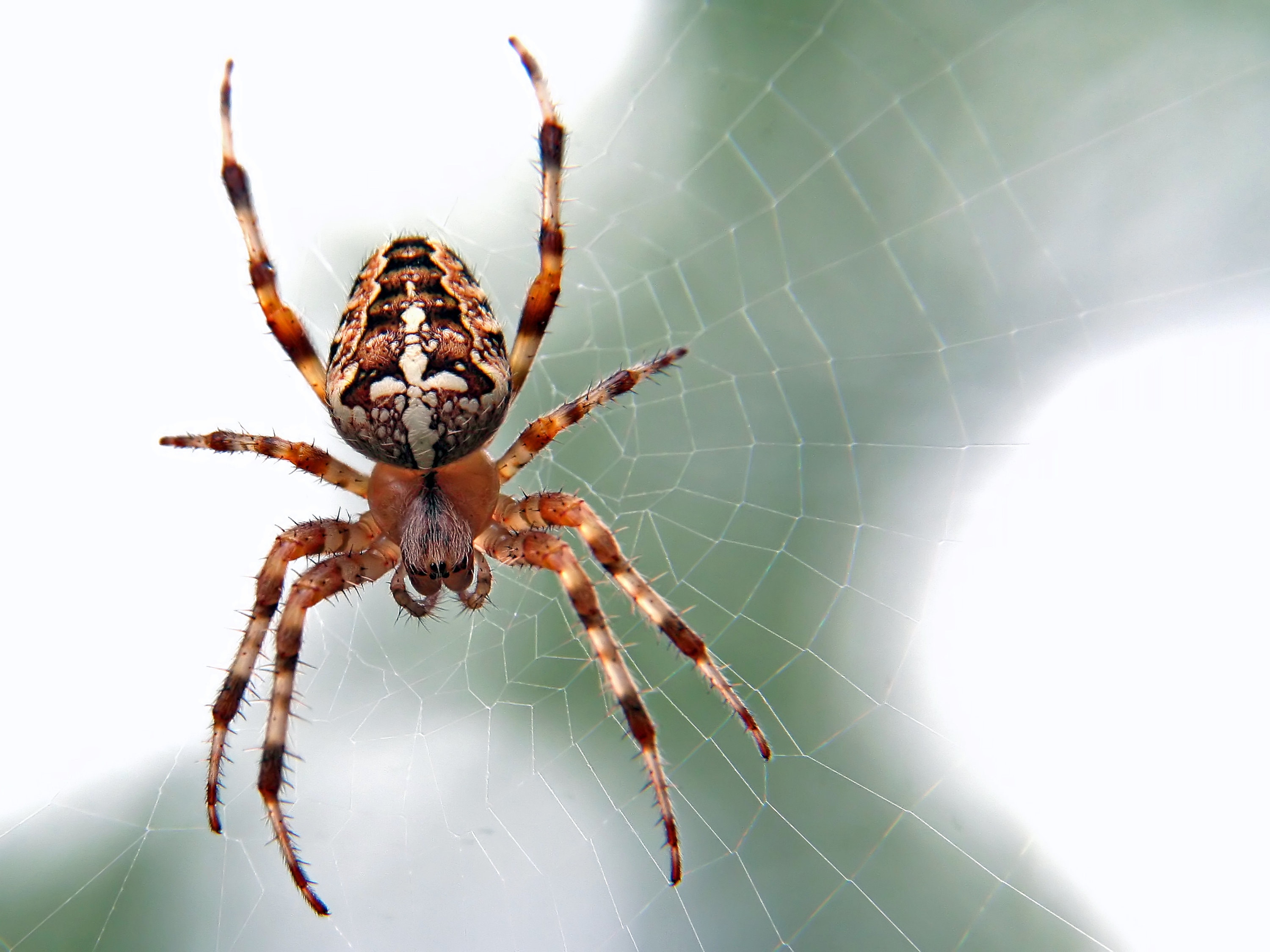 What are the characteristics of a spider with 8 legs?