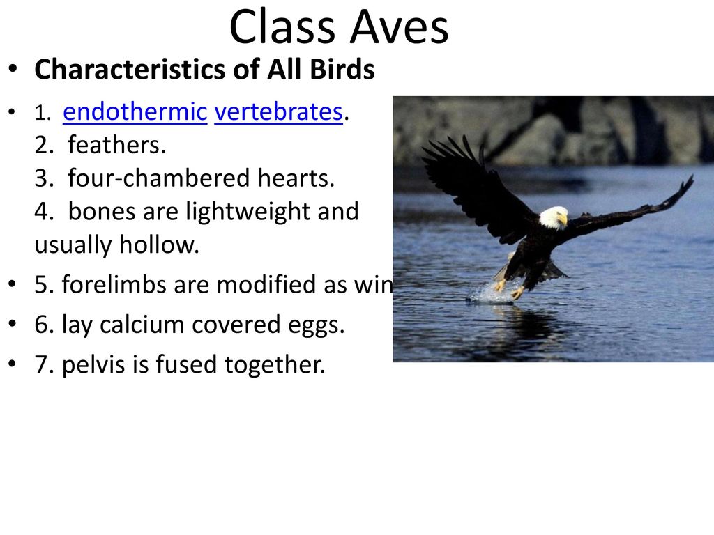 What are the characteristics of all birds?