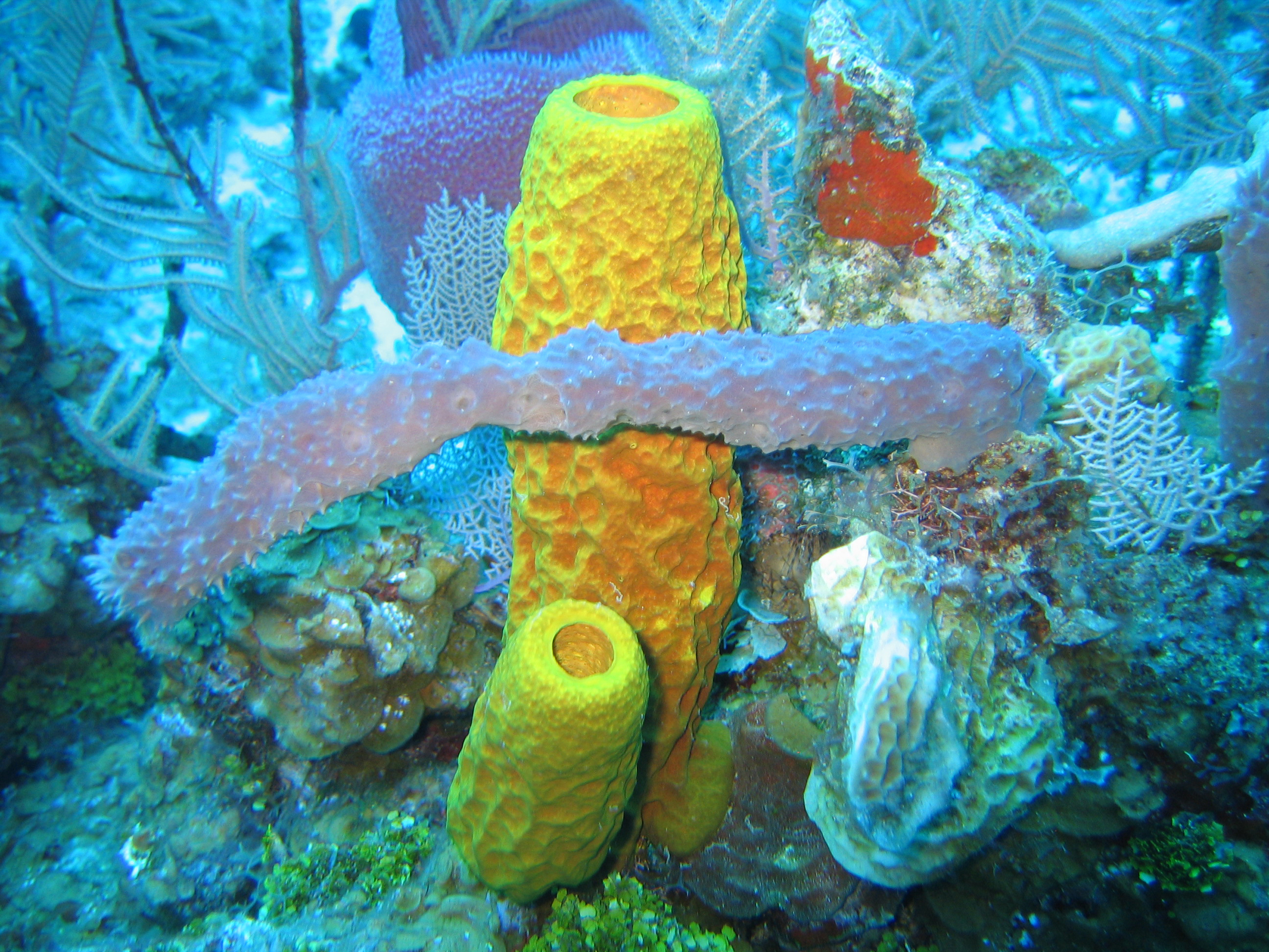 What are the characteristics of the demosponges?