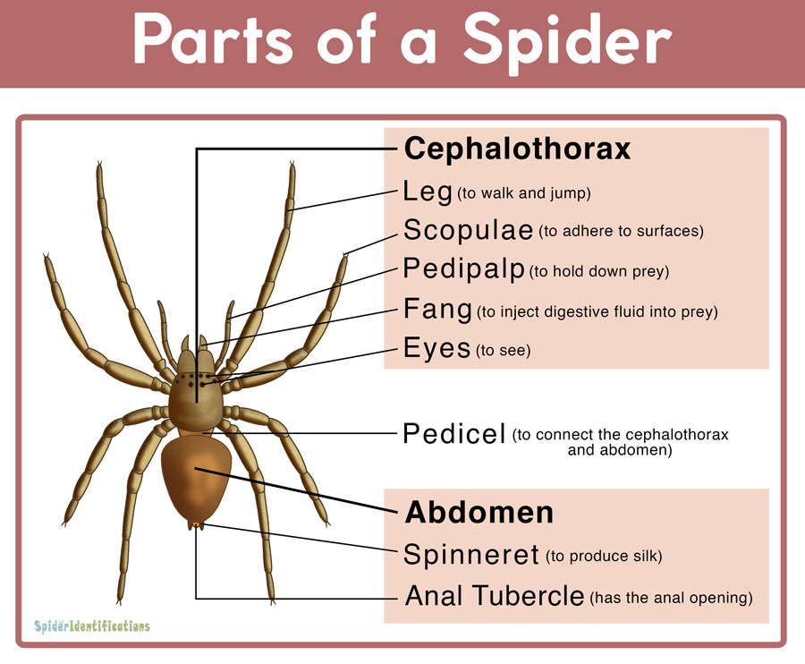 What are the different body parts of a spider?