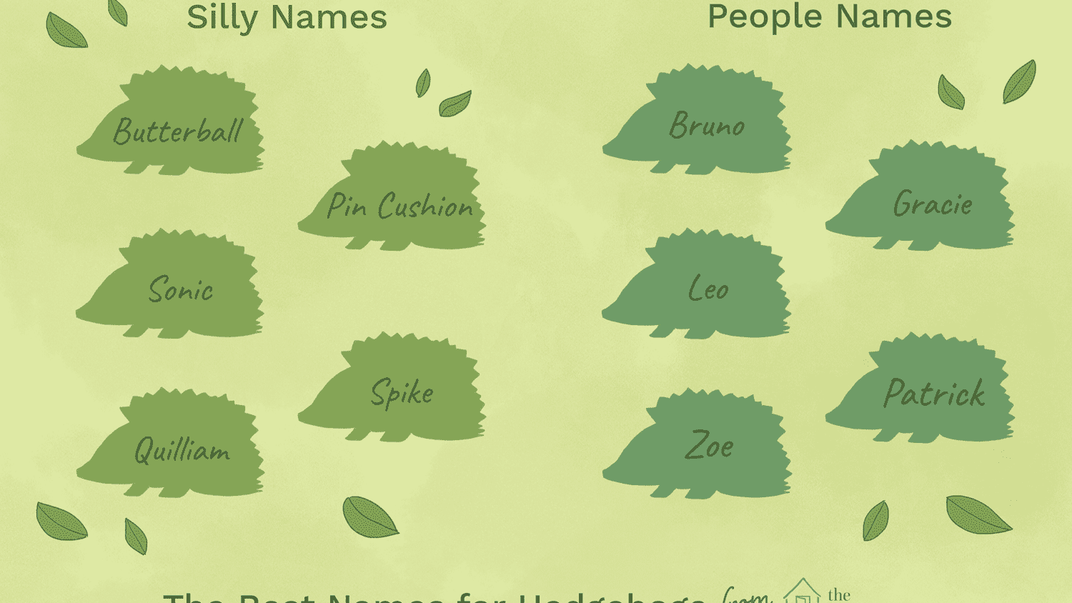 What are the different names for hedgehogs?