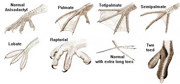 What are the different shapes of feet in birds?