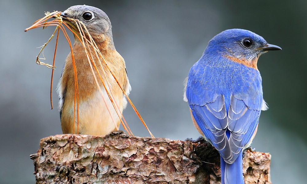 What are the different types of birds of omens?
