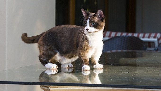 What are the different types of dwarfism in cats?