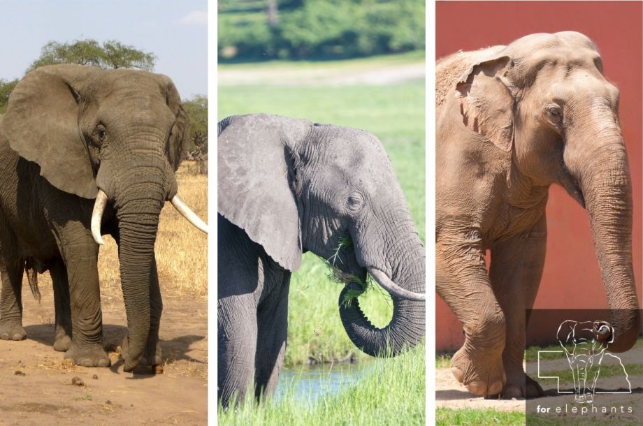 What are the different types of elephants?