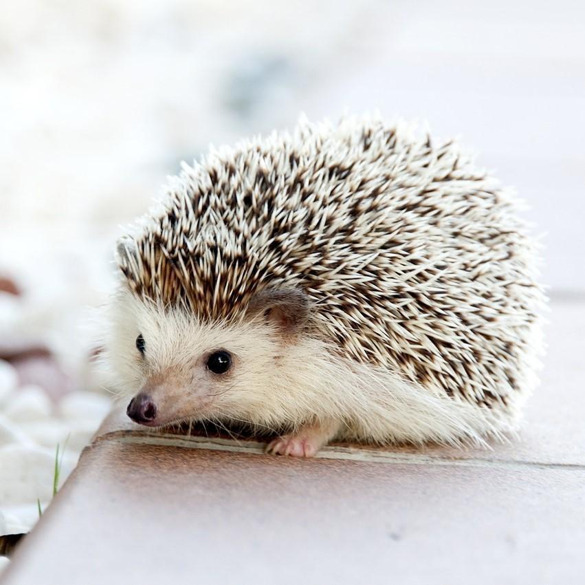 What are the different types of pet hedgehogs?