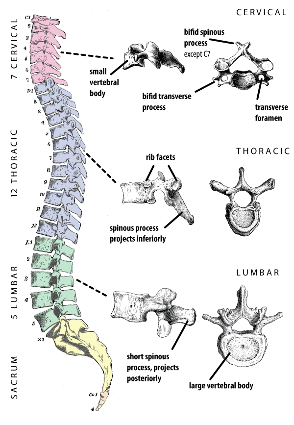 What are the different types of vertebrae in the skeleton?