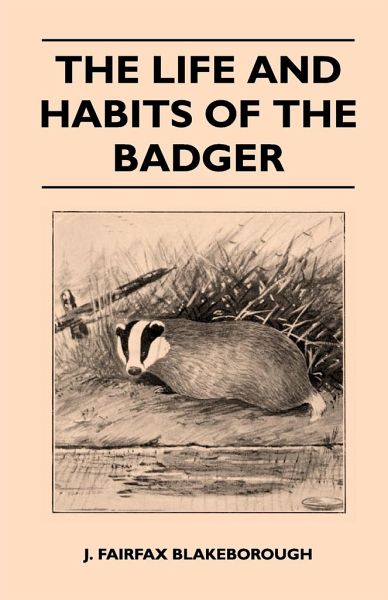 What are the habits of a badgers?