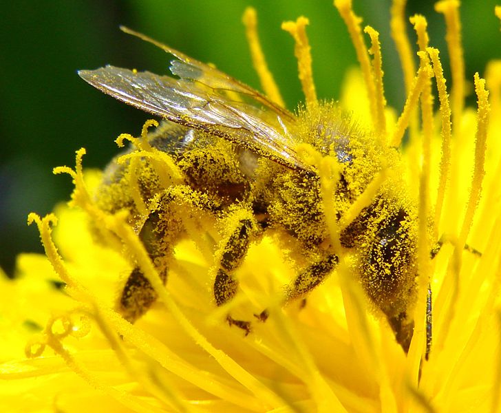 What are the hairs on a bee called?