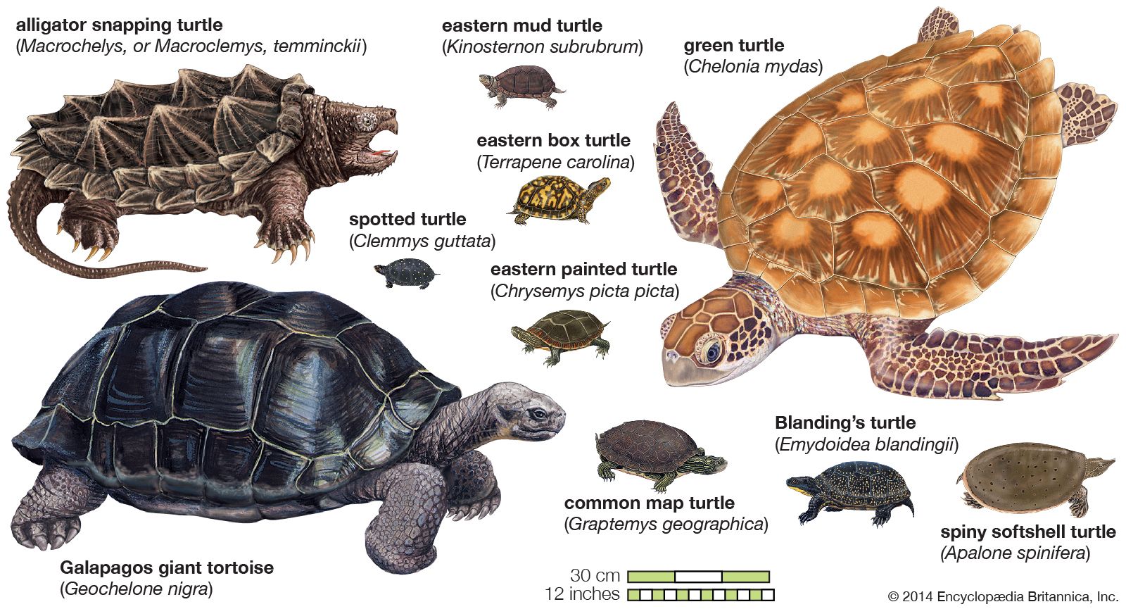 What are the main types of turtles?