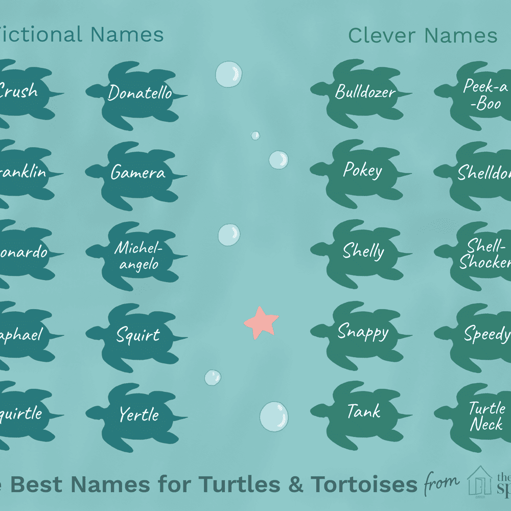 What are the most popular names for turtles?