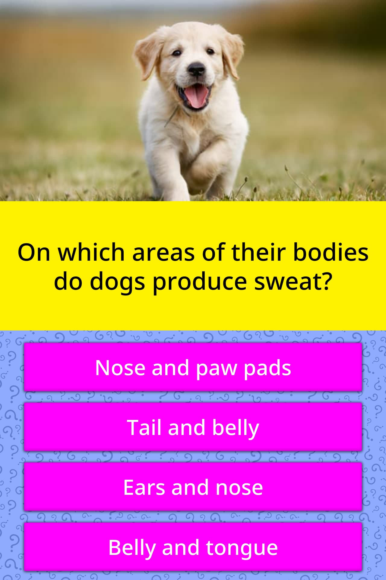 What are the only places that dogs have sweat glands * 1 point?