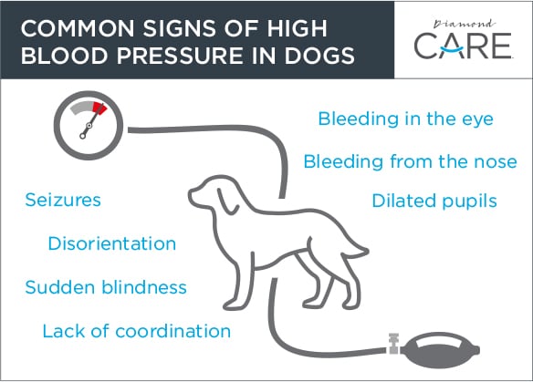What are the signs of high blood pressure in a dog?