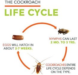 What are the stages in the life cycle of a cockroach?