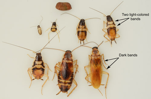 What are the stages of development of a brownbanded cockroach?