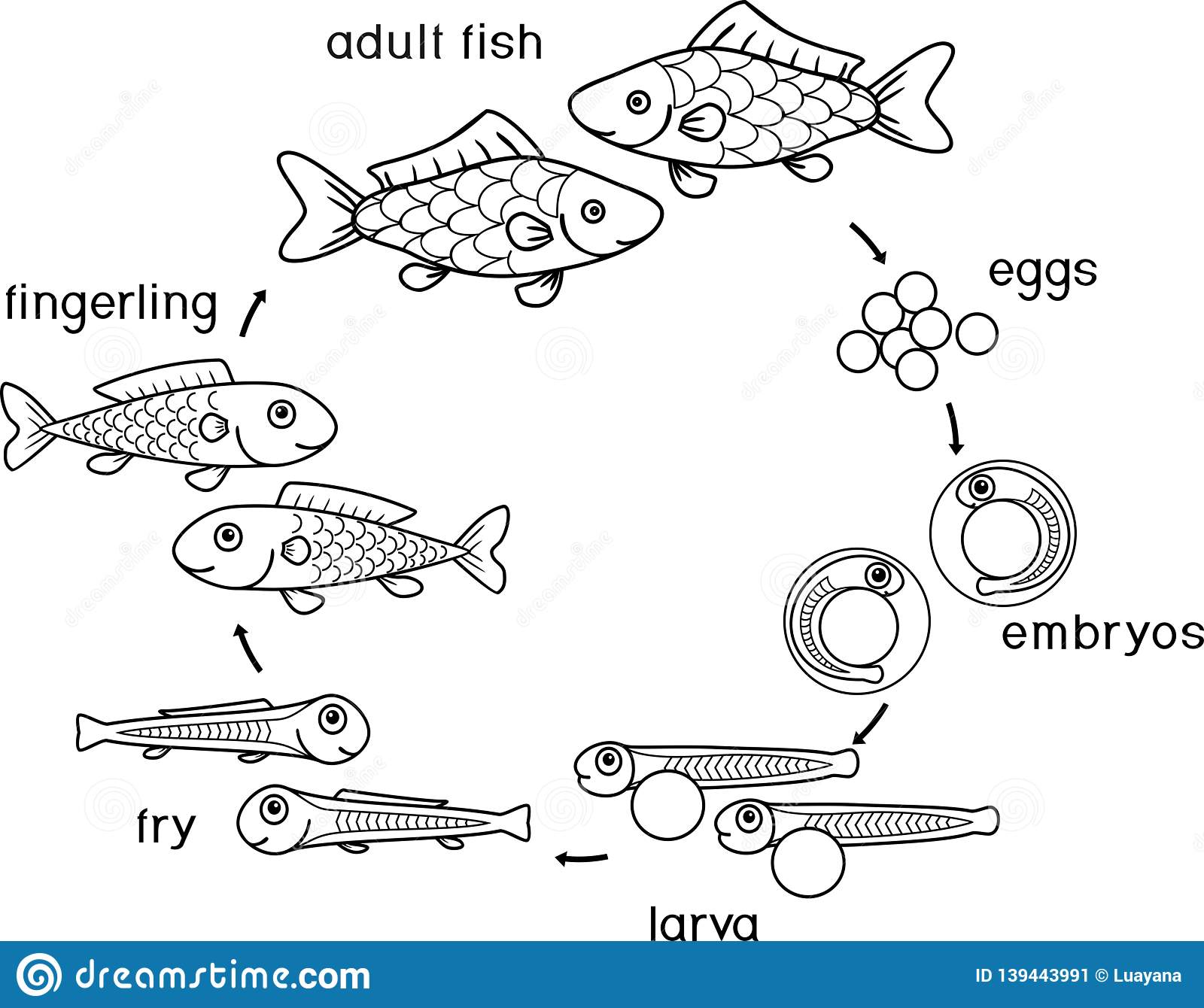 What are the stages of fish development?