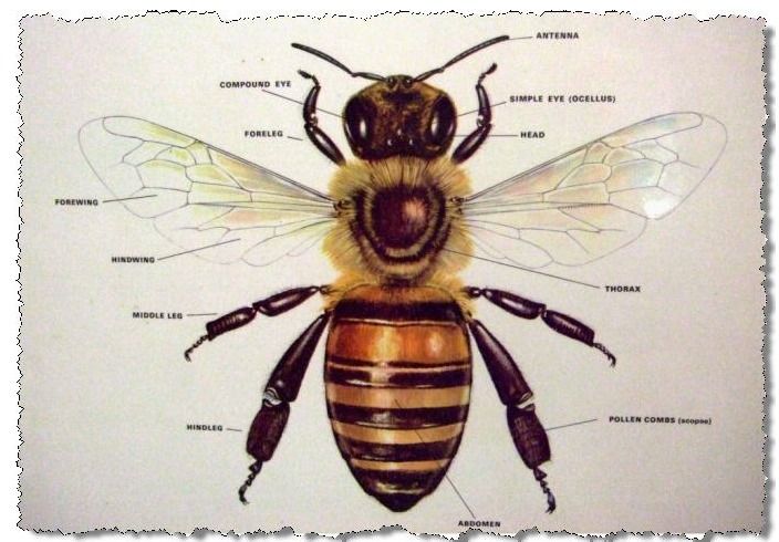What are the three sections of a honey bee?