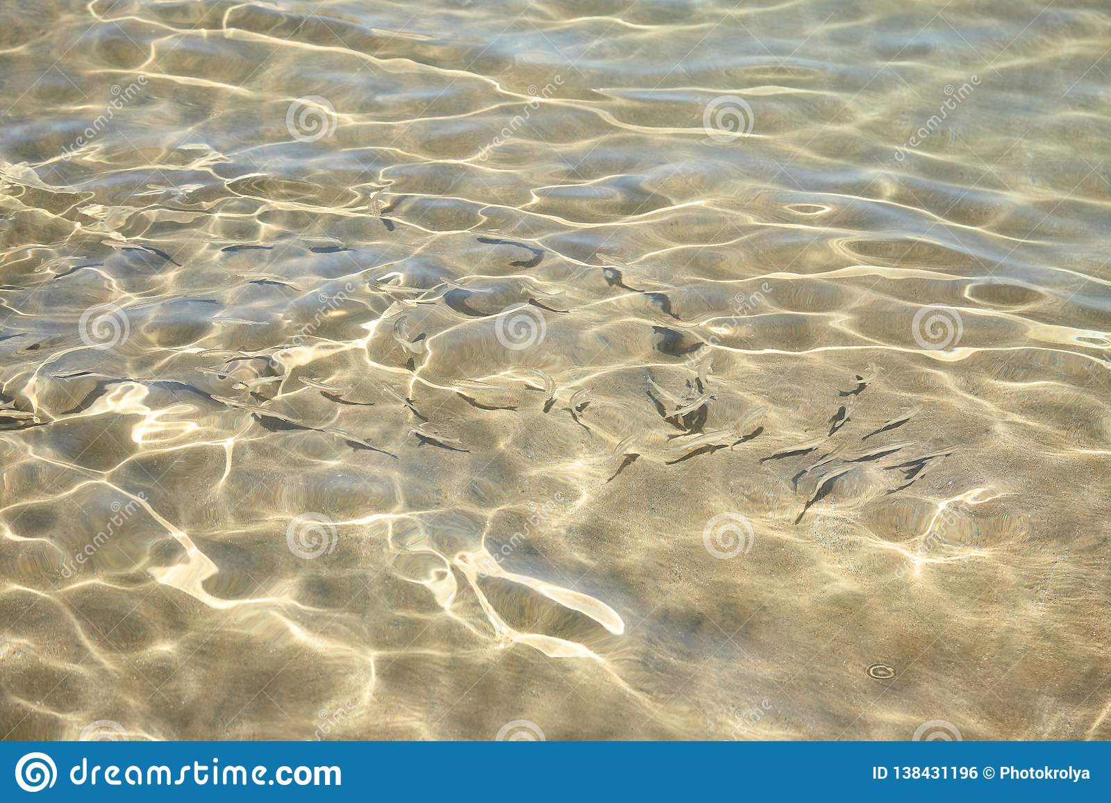 What are the tiny fish at the beach?