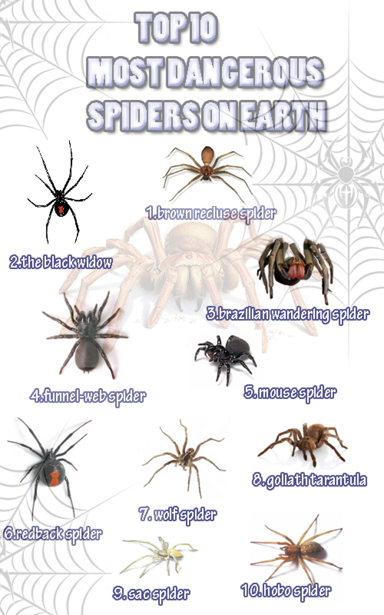 What are the top 10 deadliest spider?