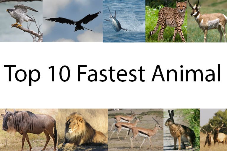 What are the top 10 fastest animals in the world? What are the top 10 fastest animals in the world?