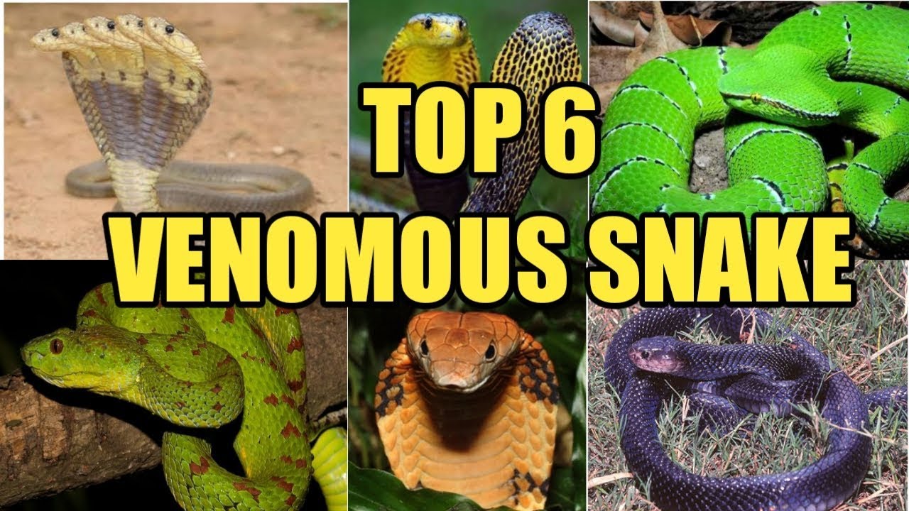 What are the top 10 most dangerous snakes in the Philippines?