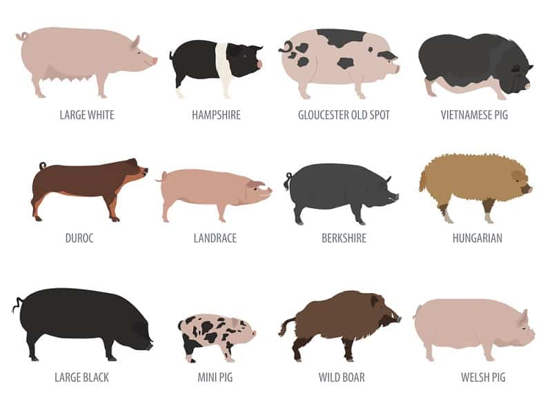 What are the two types of hogs?