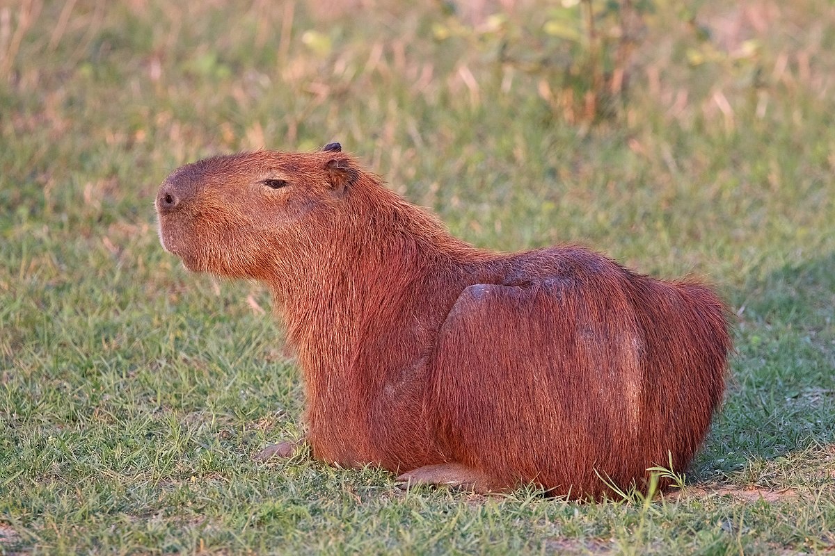 What are those giant guinea pigs called?