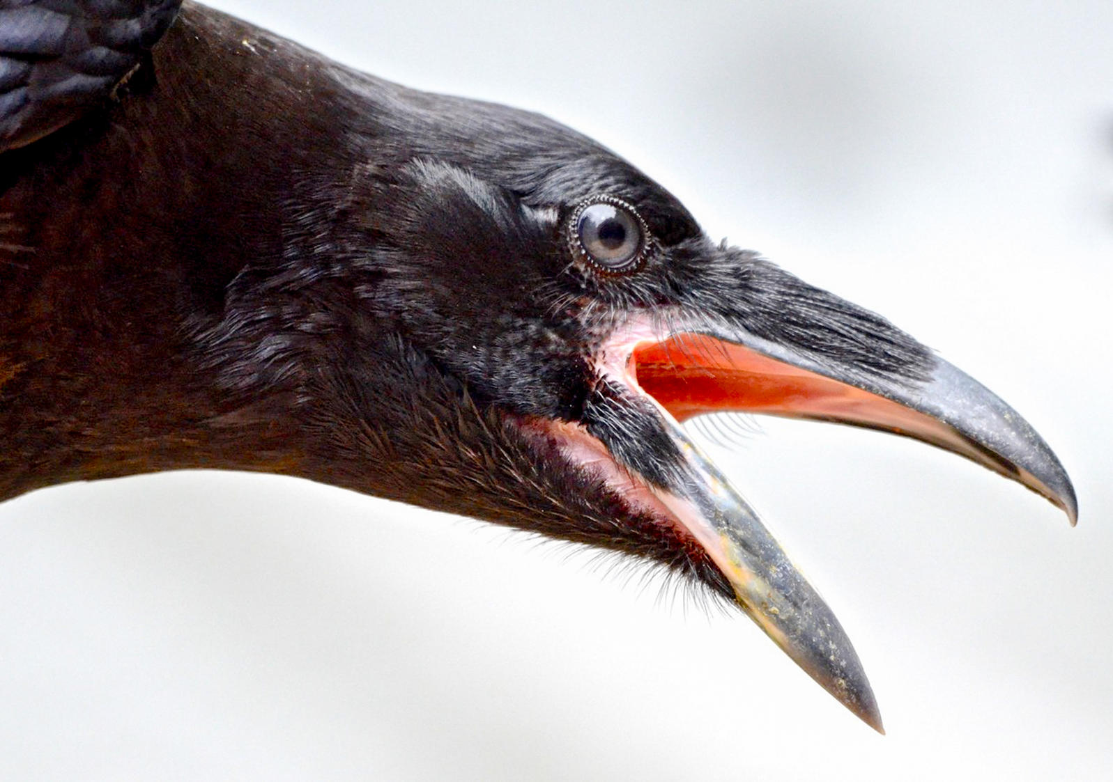 What bird is a bad omen? What bird is a bad omen?