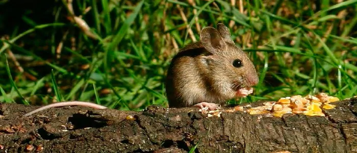 What can I feed field mice?