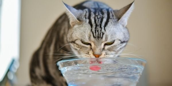 What can I give my Cat instead of water?