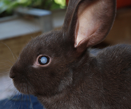 What causes a rabbit to go blind?