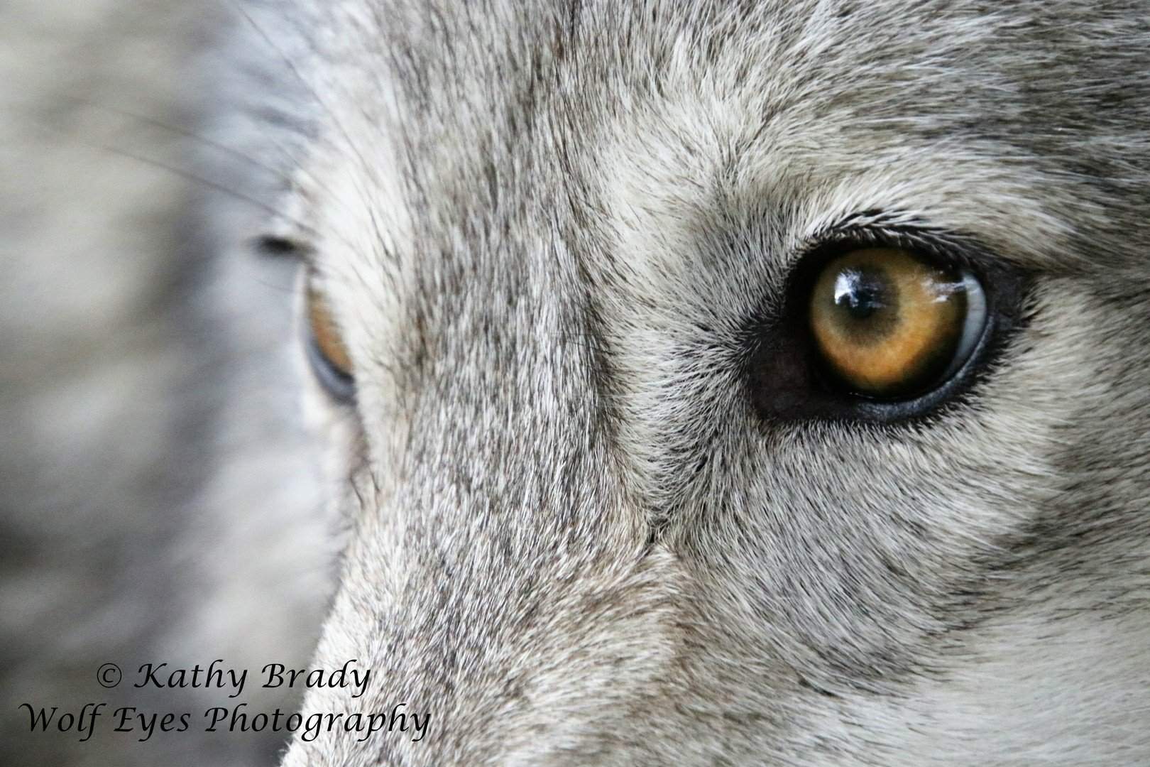 What color eyes do wolves have at birth?