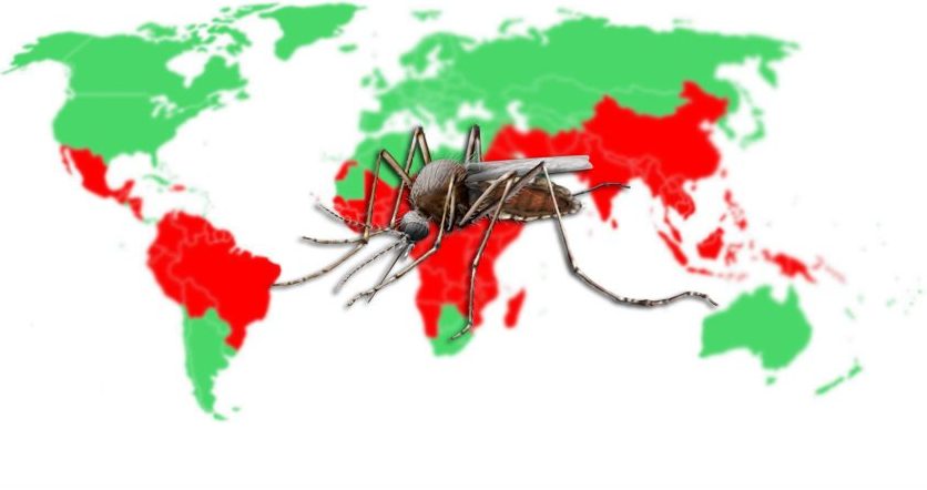 What country has the biggest mosquito?