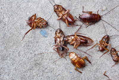 What do Cockroaches eat other than dead roaches?