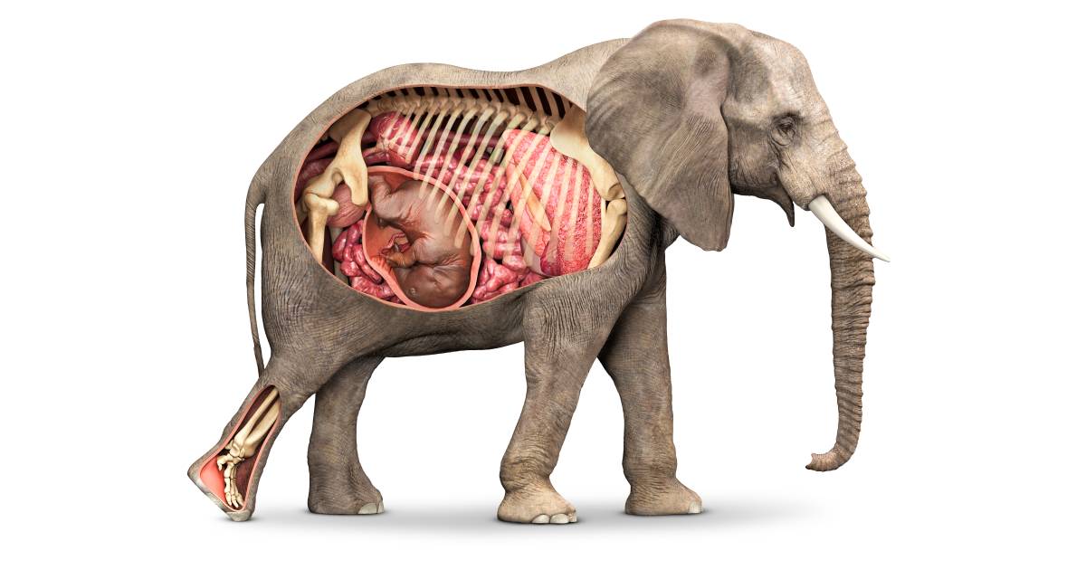 What do elephants do when they give birth? What do elephants do when they give birth?