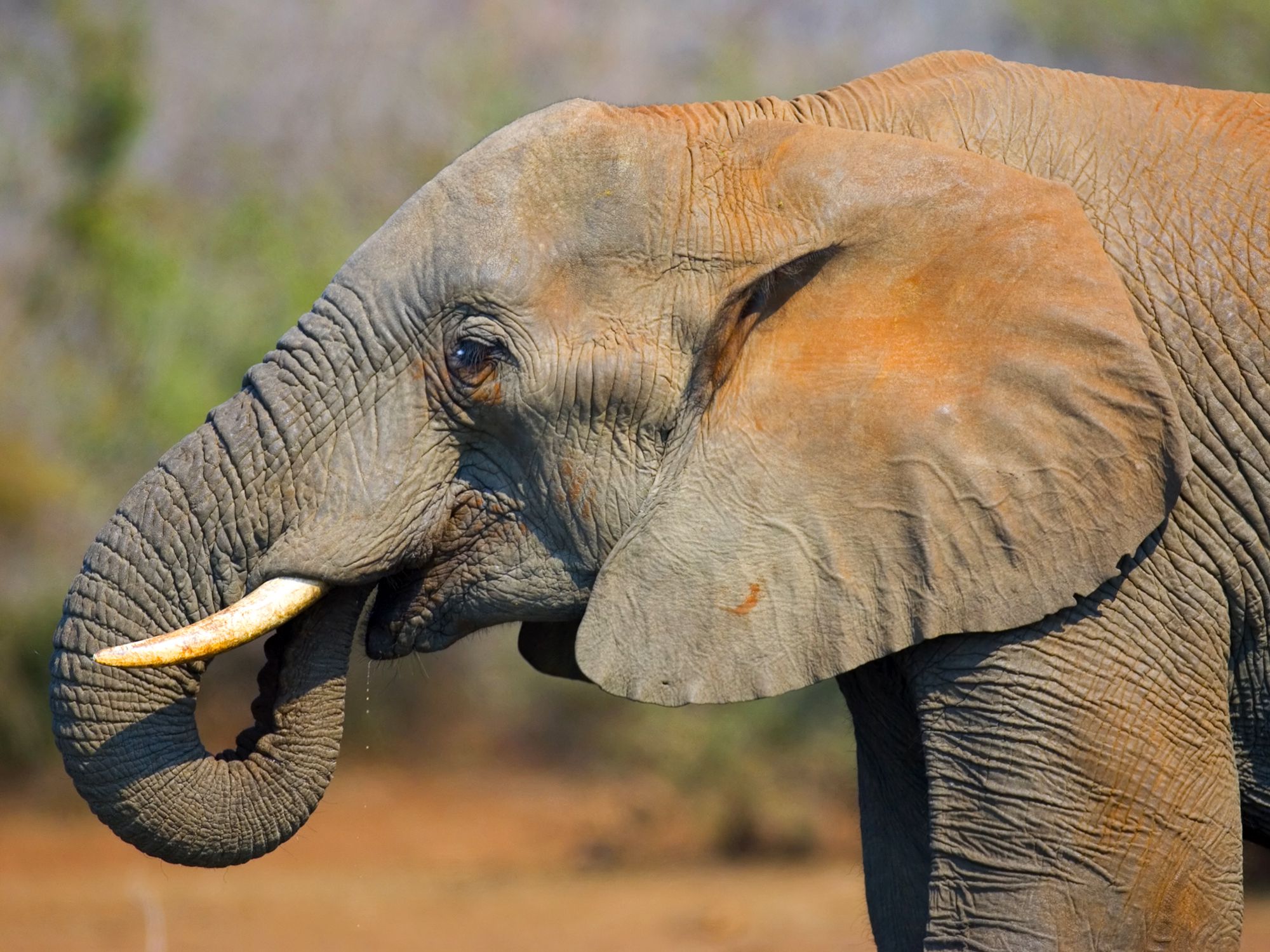 What do elephants use their trunk for?
