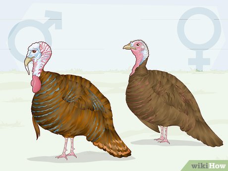What do female turkeys do to recognize each other?