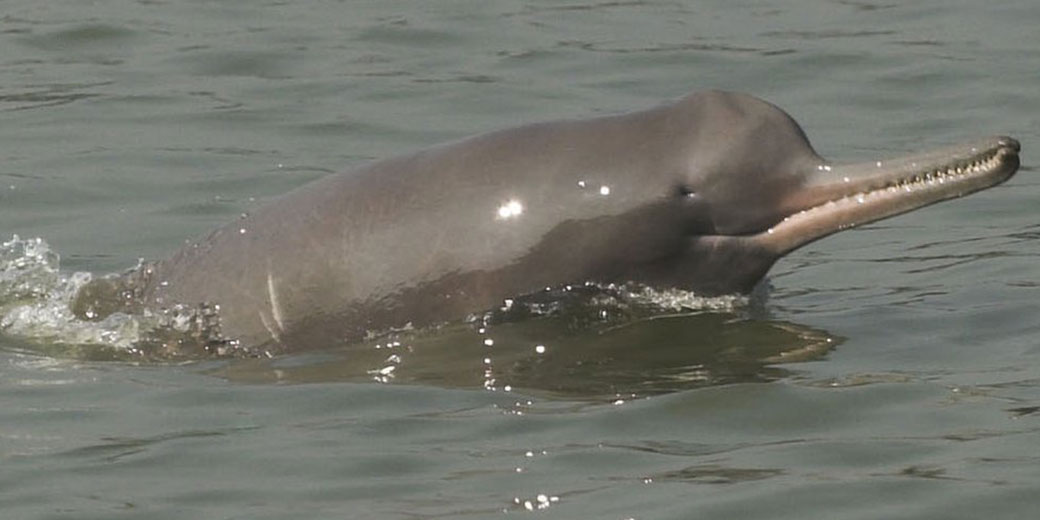 What do Ganges river dolphins eat?