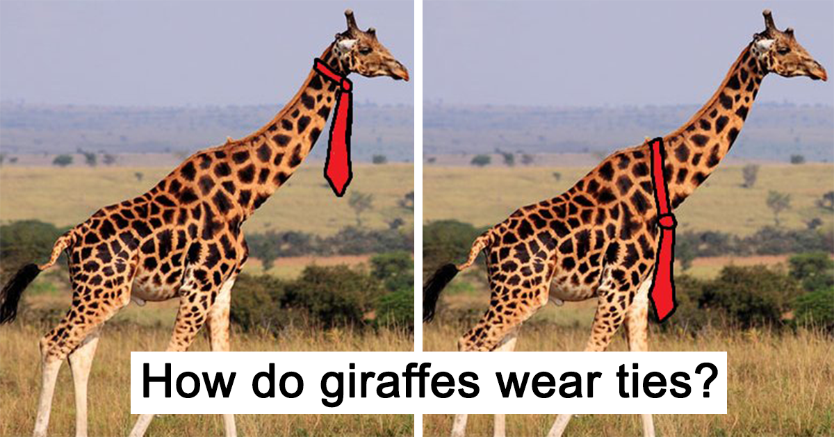 What do giraffes wear on their necks?