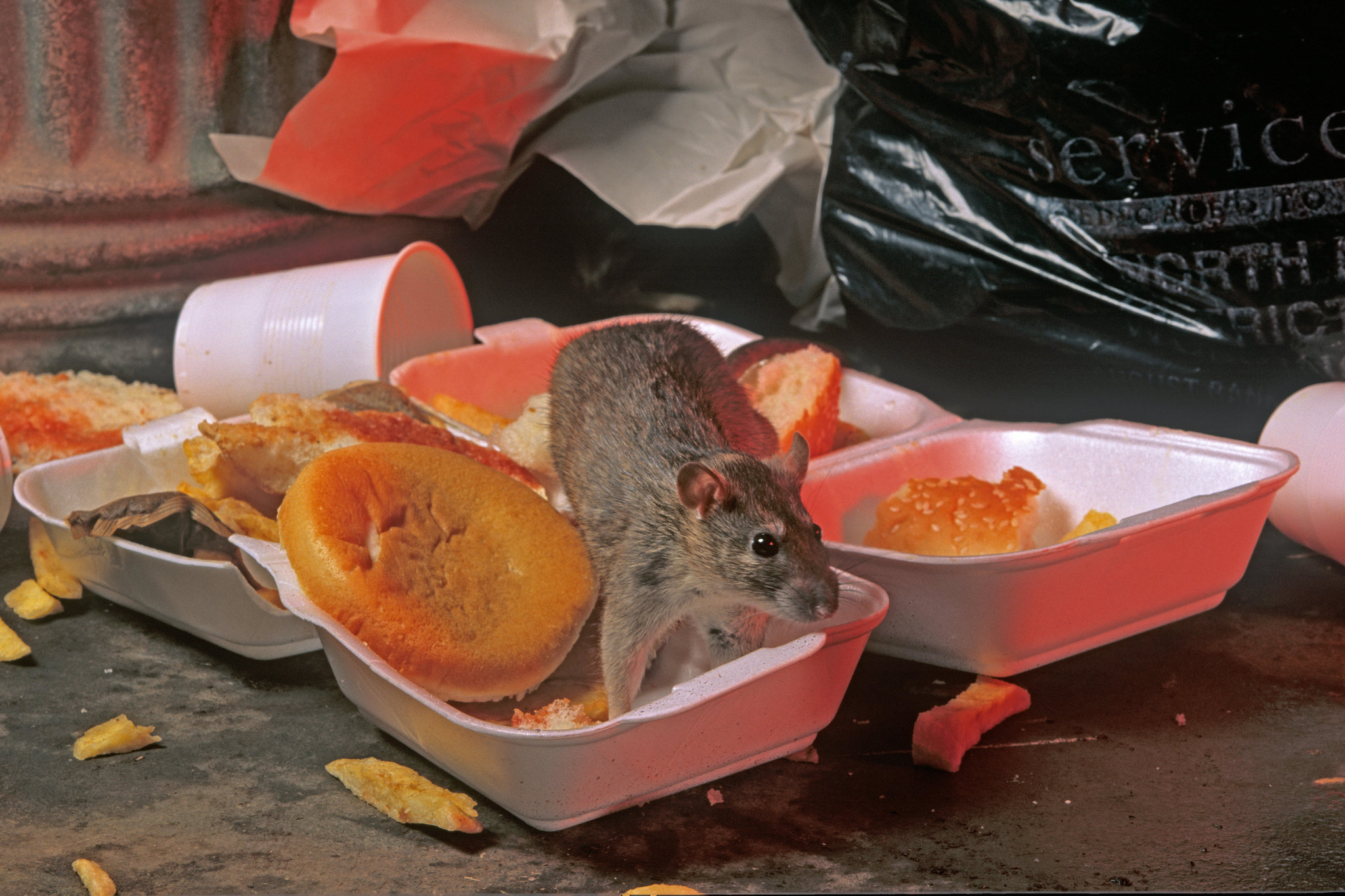 What do mice eat in the city?