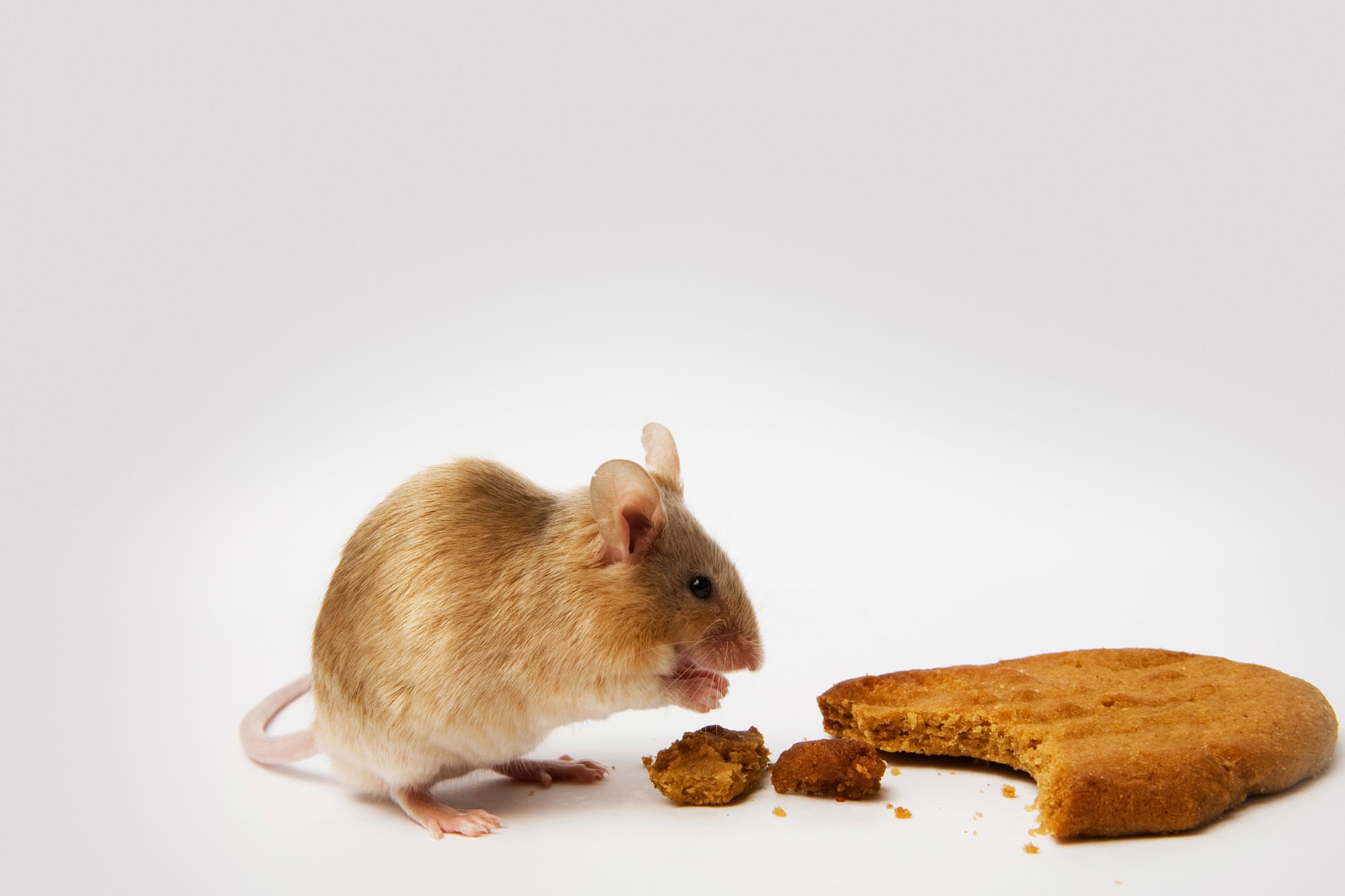 What do mice eat when there is no food?