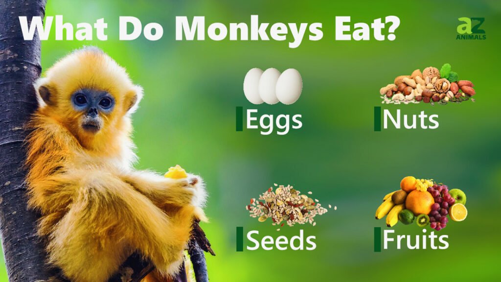 What do monkeys eat in the wild?