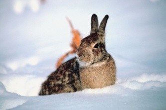 What do Rabbits eat in the winter?