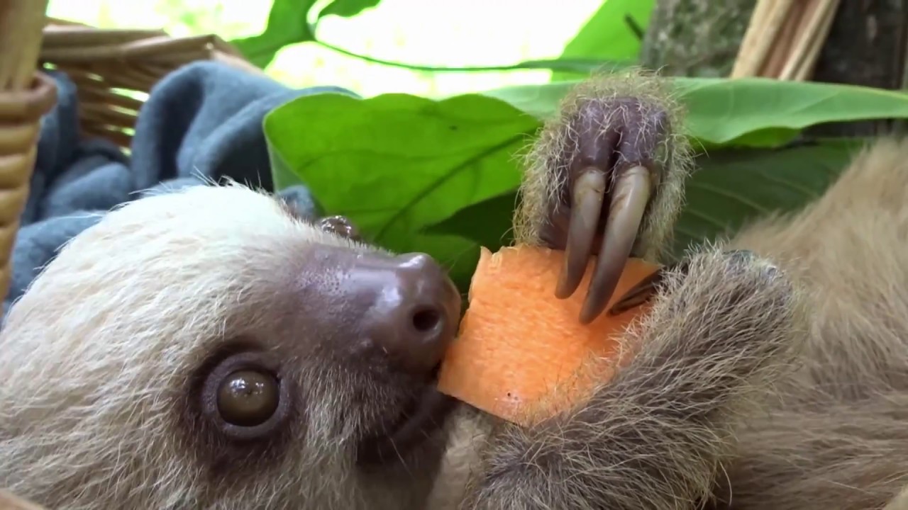 What do sloths eat?