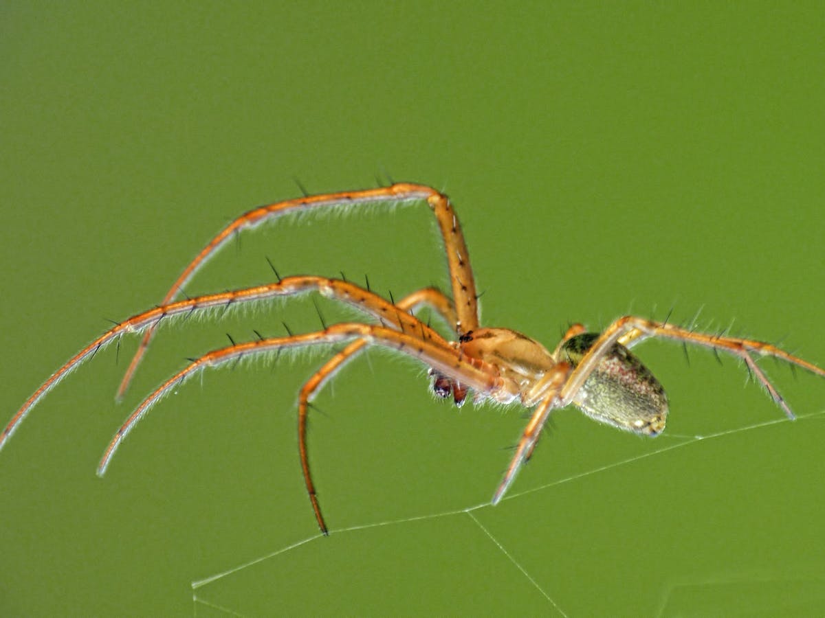 What do spiders use the hairs on their legs for?