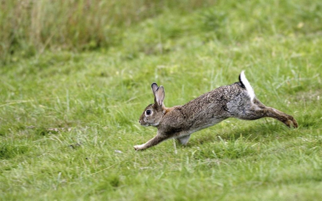 What do wild rabbits like to eat the most?